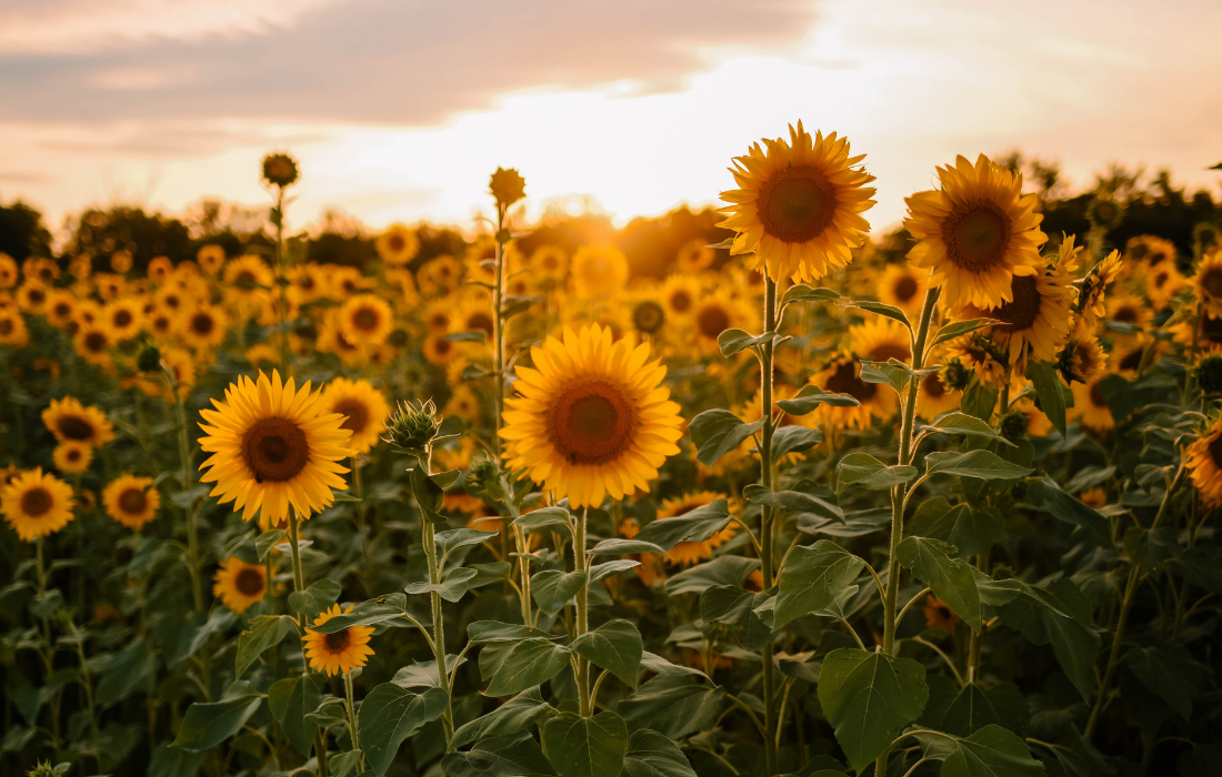 Tanzania’s-Sunflower-Sector-is-Paving-the-Way-or-Future-Industrialization-and-Sustainable-Growth